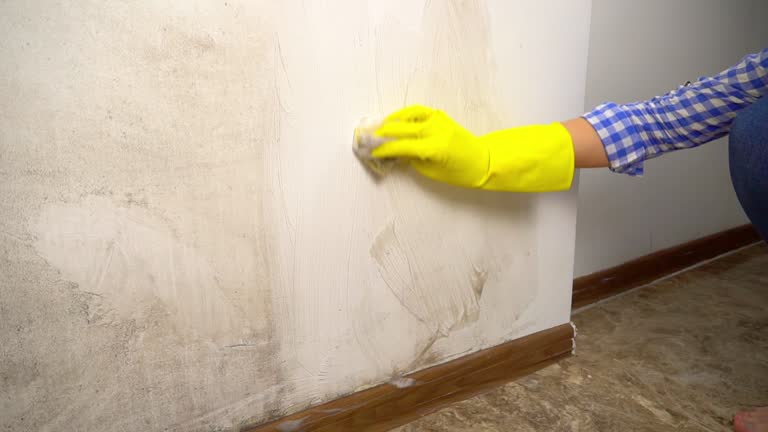 Best Comprehensive Air Testing for Mold Contaminants  in Mount Pleasant, SC