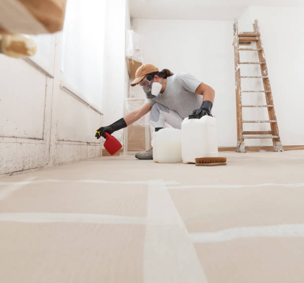 Best Basement Mold Removal  in Mount Pleasant, SC