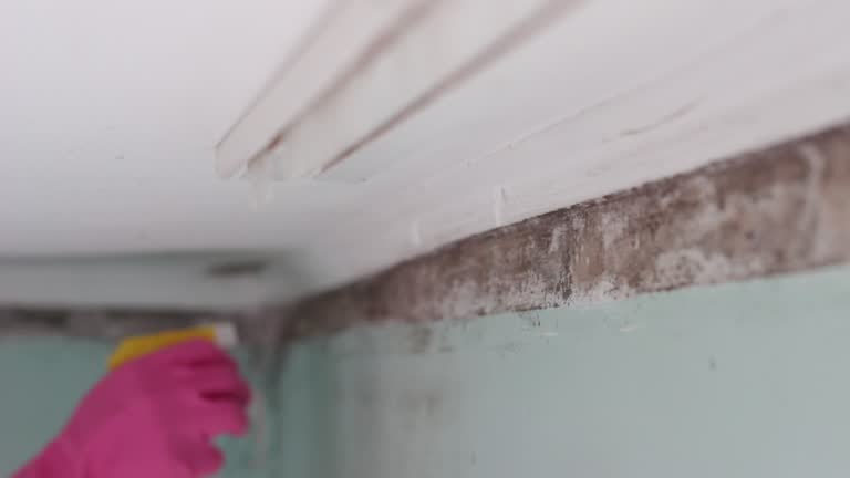 Best HVAC Mold Inspection and Cleaning  in Mount Pleasant, SC